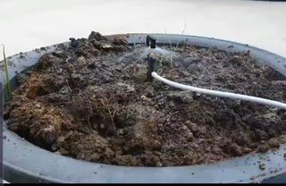 포깅농자재님의 블루베리 · 자유게시판 작성글 사진