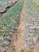 팜모닝 자유주제·자유게시판 게시글 이미지