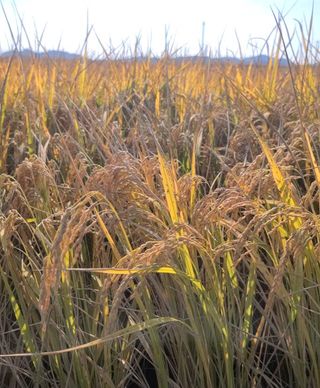 라우미님의 자유주제 · 사진전 작성글 사진