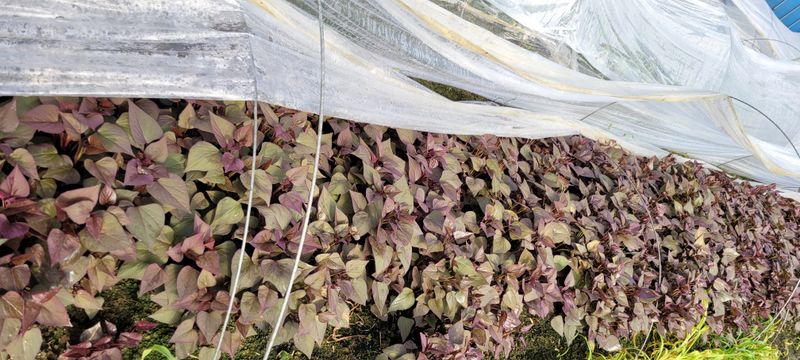 이동훈님의 장터 판매 상품 [고구마종순1단(100기준)] 첨부 사진