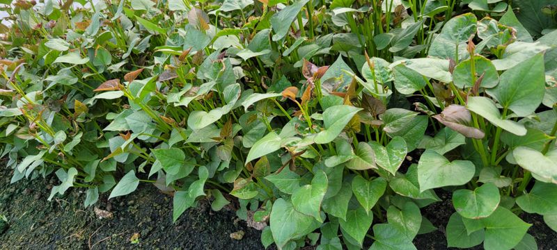 이동훈님의 장터 판매 상품 [고구마종순1단(100기준)] 첨부 사진