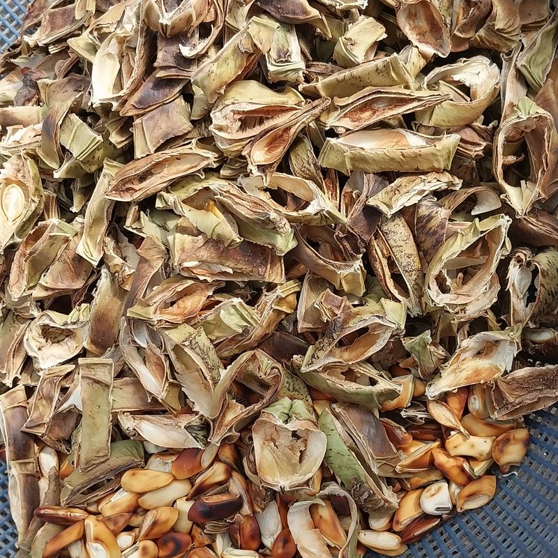 아로대추님의 장터 판매 상품 [햇 볶은 작두콩 차] 첨부 사진