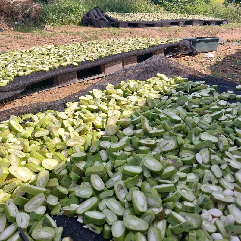 아로대추님의 장터 판매 상품 [햇 볶은 작두콩 차] 첨부 사진