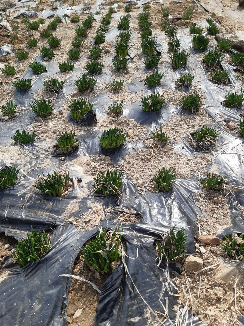 삼성농산님의 장터 판매 상품 [( 완료)달래파 모종판매합니다] 첨부 사진