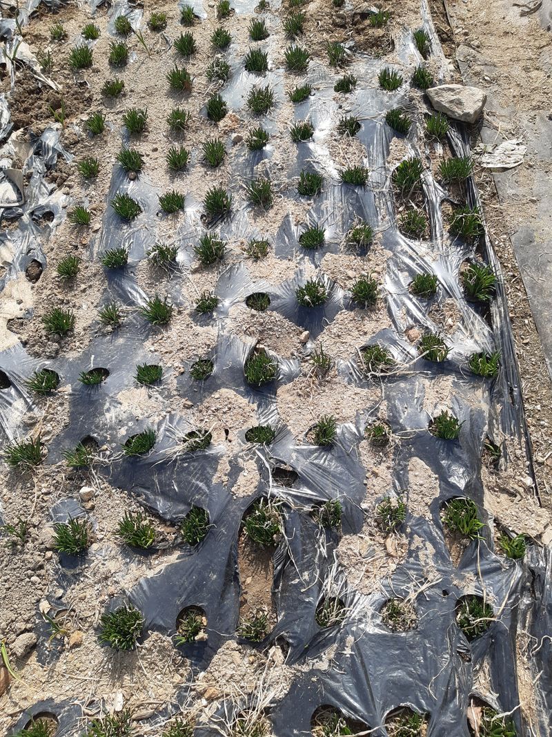 삼성농산님의 장터 판매 상품 [( 완료)달래파 모종판매합니다] 첨부 사진