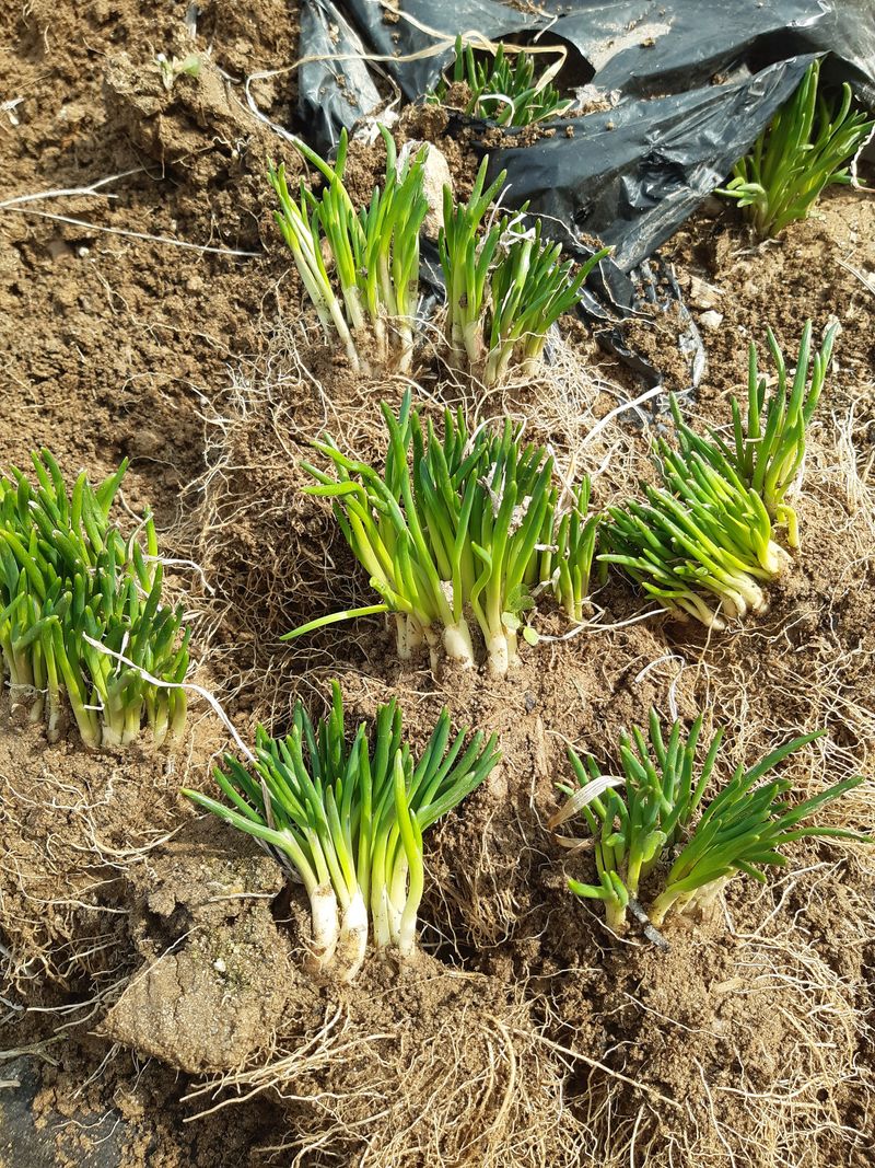삼성농산님의 장터 판매 상품 [( 완료)달래파 모종판매합니다] 첨부 사진