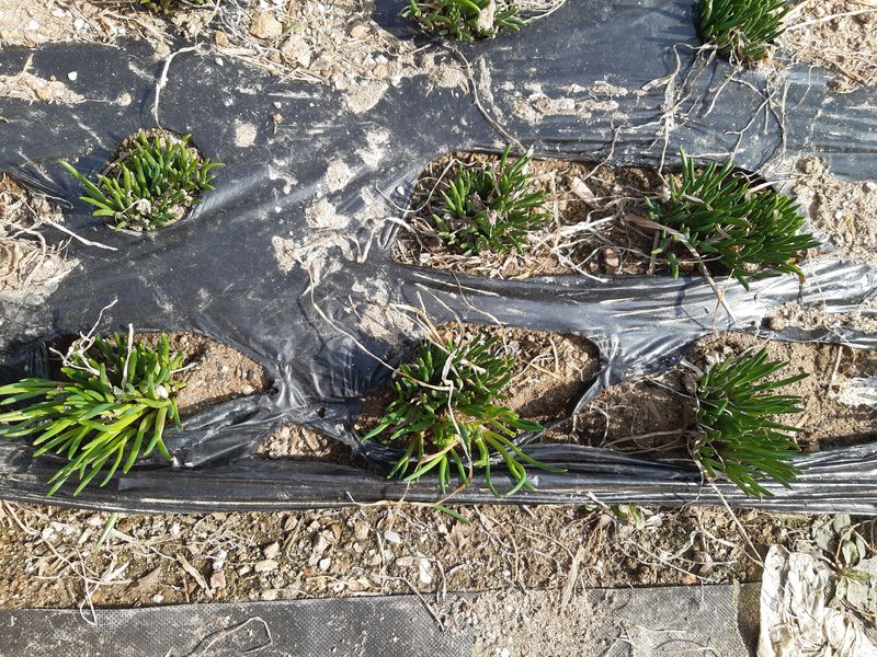 삼성농산님의 장터 판매 상품 [( 완료)달래파 모종판매합니다] 첨부 사진