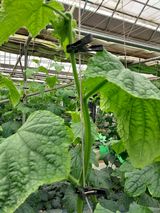 팜모닝 오이·자유게시판 게시글 이미지