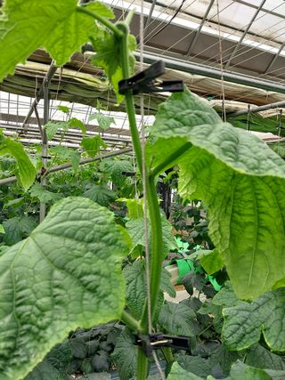 원희하늘님의 오이 · 자유게시판 작성글 사진