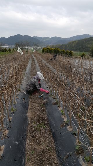 작두콩님의 자유주제 · 사진전 작성글 사진