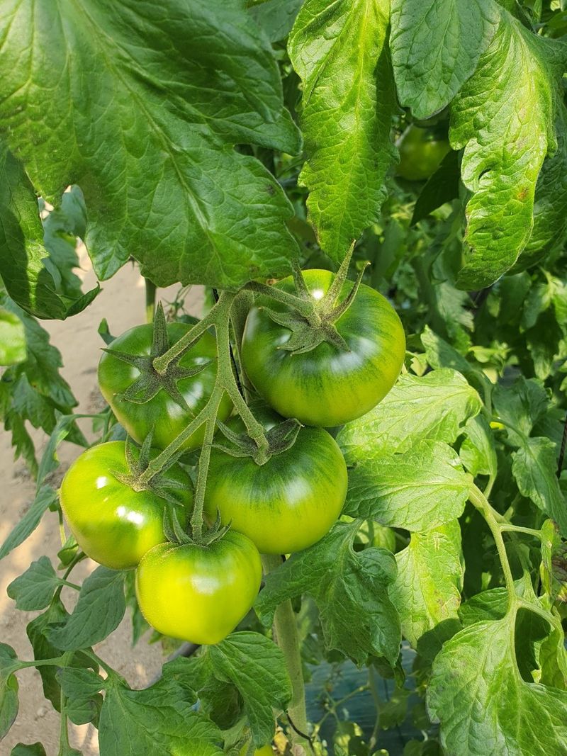 프룻하늬님의 장터 판매 상품 [정품 대저 짭짤이 토마토 2.5kg] 첨부 사진