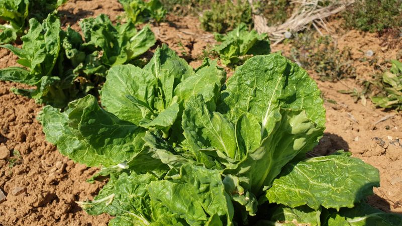 장터 상품 [[품절]봄동+시금치+시래기열무🍒3종세트] 썸네일