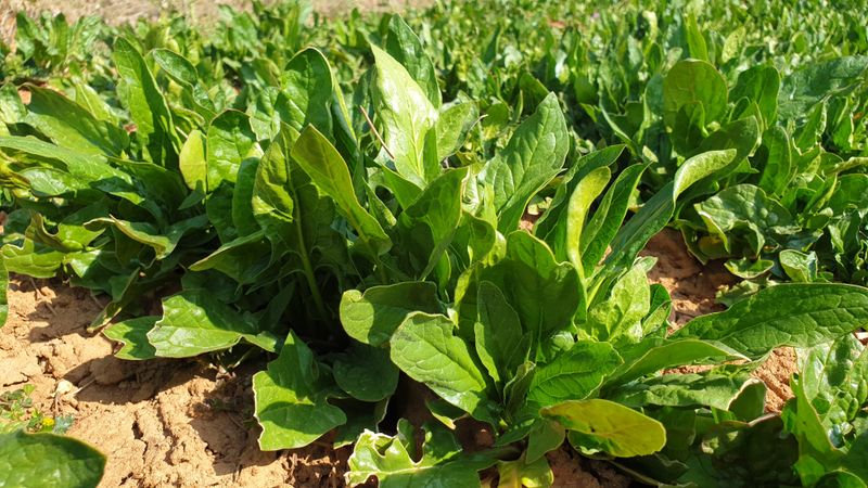 농부아내님의 장터 판매 상품 [[품절]봄동+시금치+시래기열무🍒3종세트] 첨부 사진