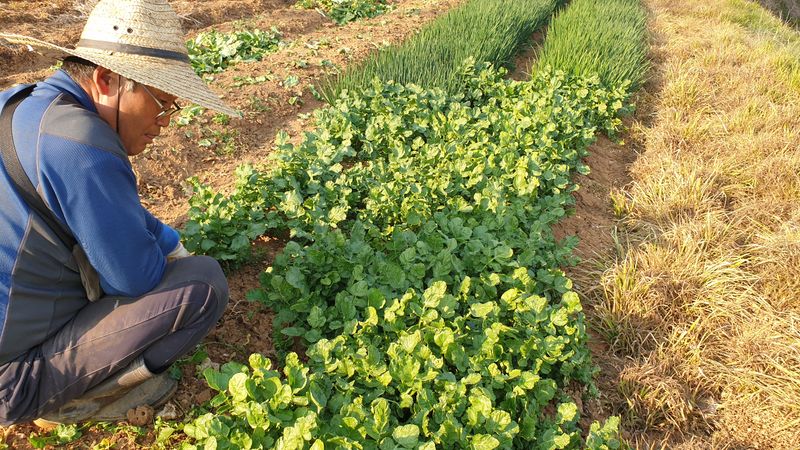 농부아내님의 장터 판매 상품 [[품절]봄동+시금치+시래기열무🍒3종세트] 첨부 사진
