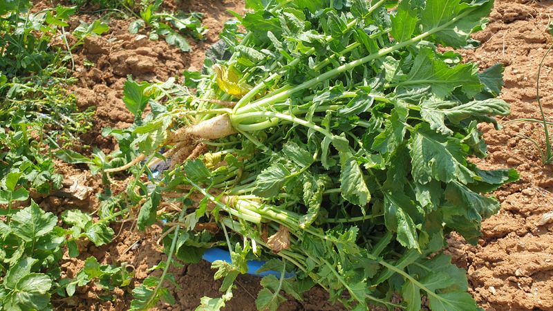 농부아내님의 장터 판매 상품 [[품절]봄동+시금치+시래기열무🍒3종세트] 첨부 사진