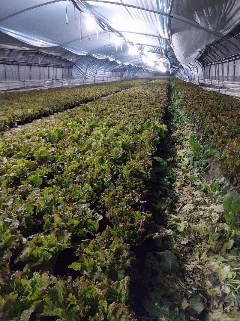 장터 상품 [꽂포기상추] 썸네일