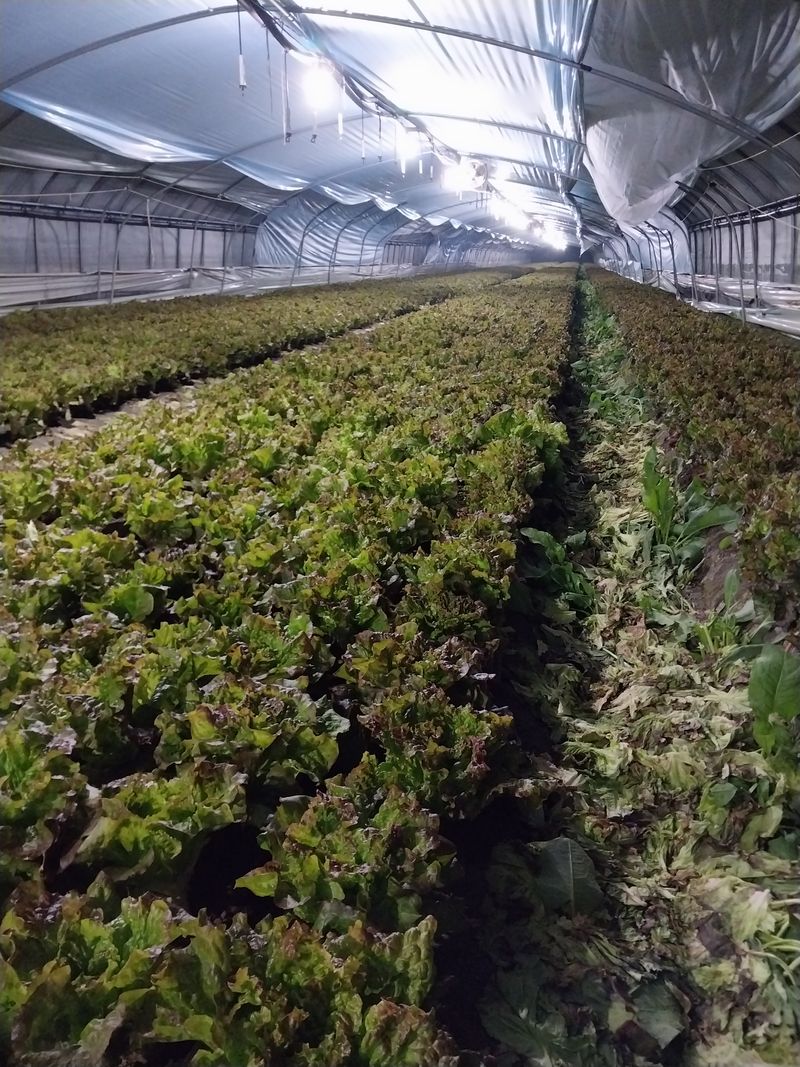 고두윤님의 장터 판매 상품 [꽂포기상추] 첨부 사진