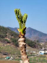 팜모닝 기타작물·자유게시판 게시글 이미지