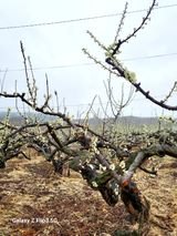 팜모닝 자두·자유게시판 게시글 이미지