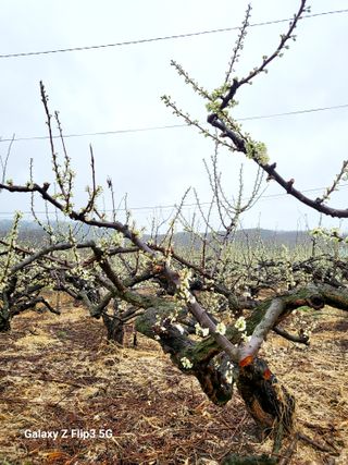 자두6706님의 자두 · 자유게시판 작성글 사진
