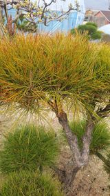 팜모닝 기타작물·병해충상담 게시글 이미지