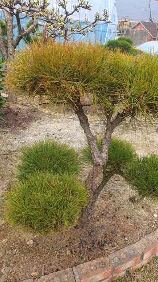 김용언 님의 기타작물 · 병해충상담 작성글 사진