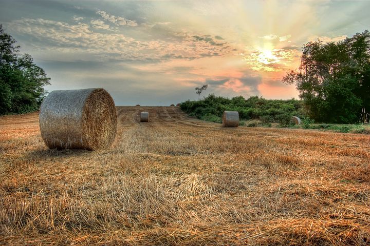 장터 상품 [농장 무료홍보  홈페이지제작 쇼핑몰제작] 썸네일