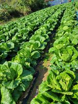 팜모닝 자유주제·건의해요 게시글 이미지