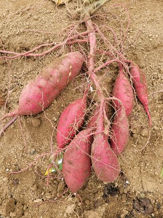 김성자님의 자유주제 · 건의해요 작성글 사진