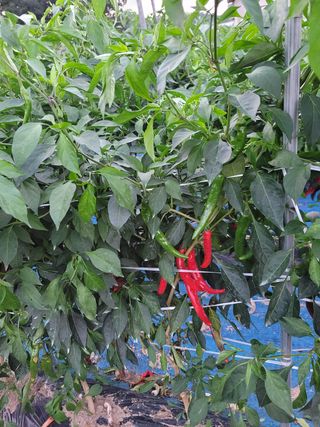 김성자님의 자유주제 · 건의해요 작성글 사진