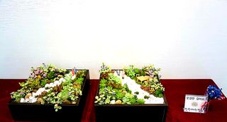 다육아트님의 기타작물 · 병해충상담 작성글 사진