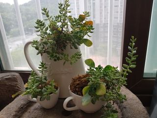 다육아트님의 기타작물 · 병해충상담 작성글 사진