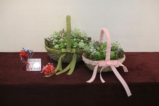 다육아트님의 기타작물 · 병해충상담 작성글 사진