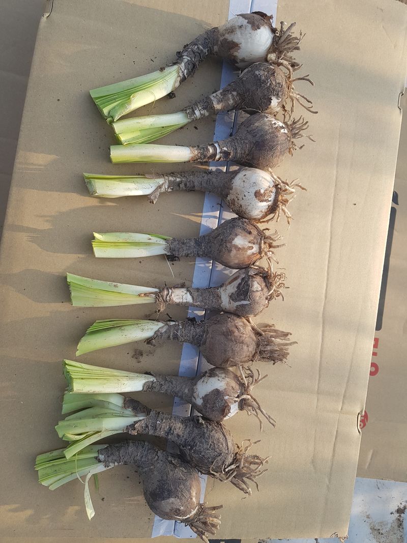 장터 상품 [분홍상사화 ] 썸네일