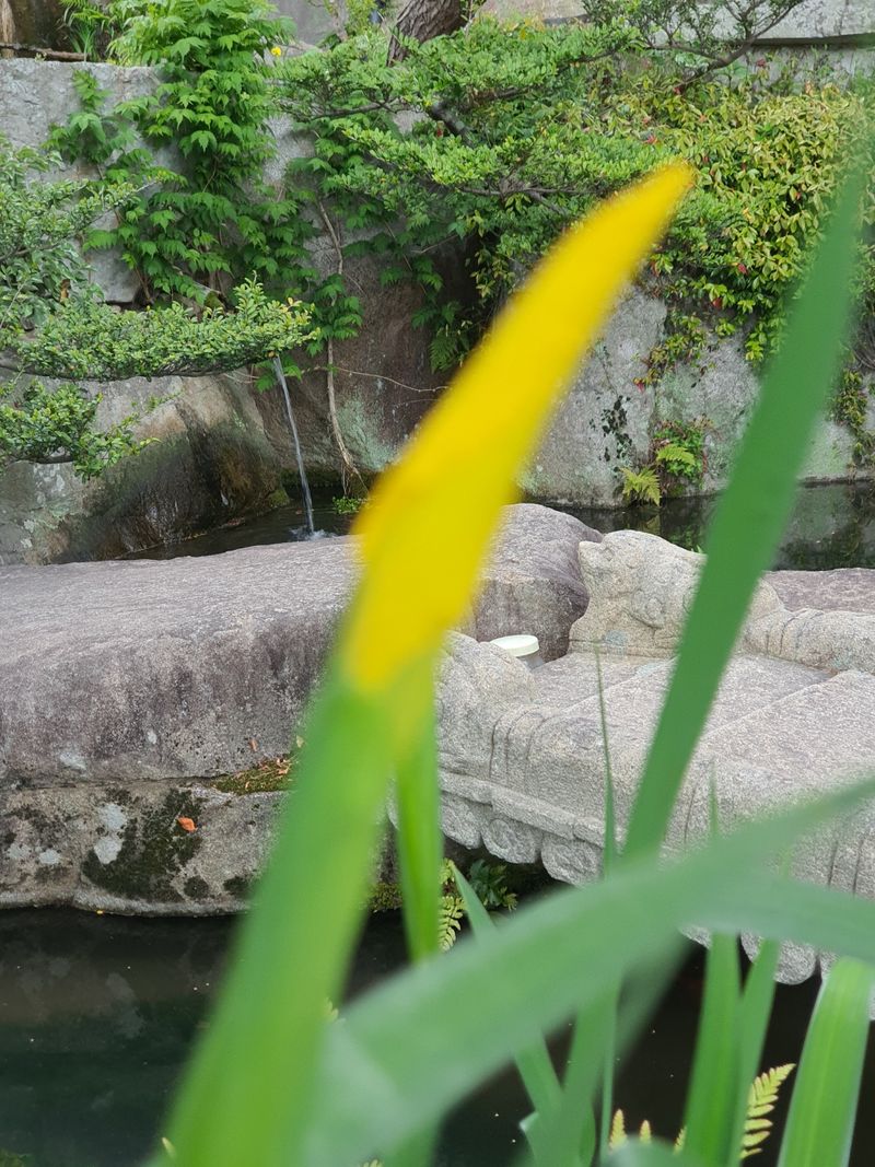 장터 상품 [노랑 창포] 썸네일