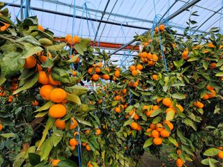 복희네농장(달콤향)님의 자유주제 · 사진전 작성글 사진