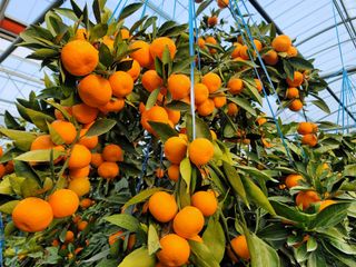 복희네농장(달콤향)님의 자유주제 · 사진전 작성글 사진