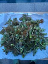 팜모닝 두릅·수확 게시글 이미지