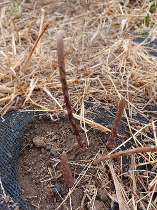알 수 없음님의 기타작물 · 자유게시판 작성글 사진