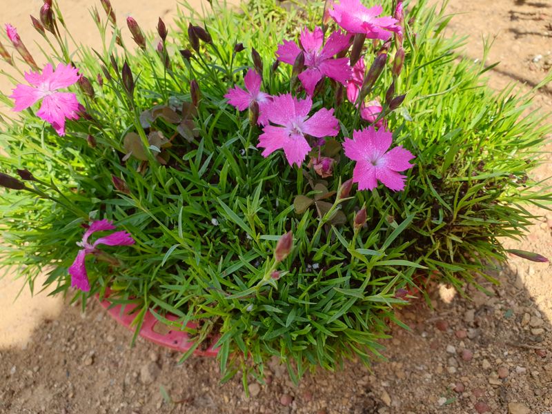 장터 상품 [잔디꽃 ] 썸네일