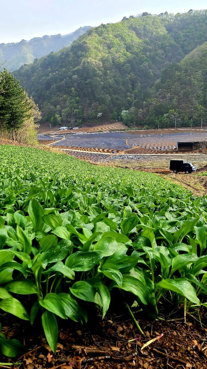차현석님의 장터 판매 상품 [명이나물 1kg] 첨부 사진
