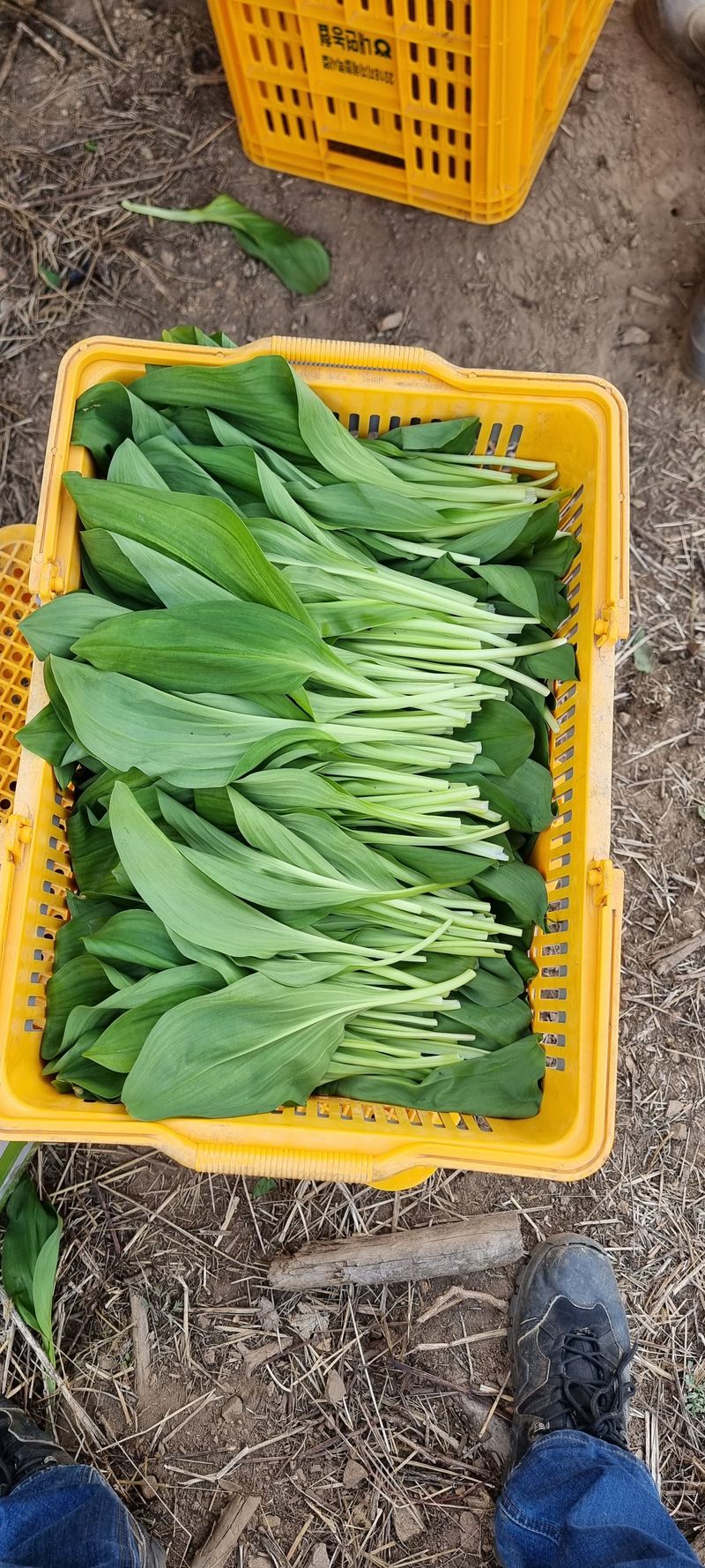 차현석님의 장터 판매 상품 [명이나물 1kg] 첨부 사진