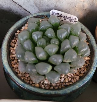 강화댁님의 자유주제 · 자유게시판 작성글 사진