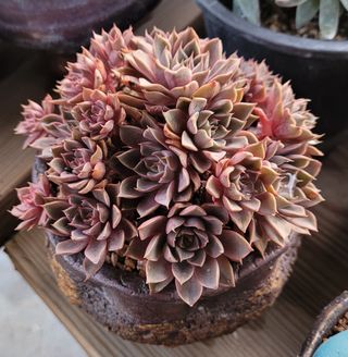 강화댁님의 자유주제 · 자유게시판 작성글 사진