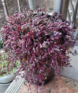 강화댁님의 자유주제 · 자유게시판 작성글 사진