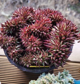 강화댁님의 자유주제 · 자유게시판 작성글 사진