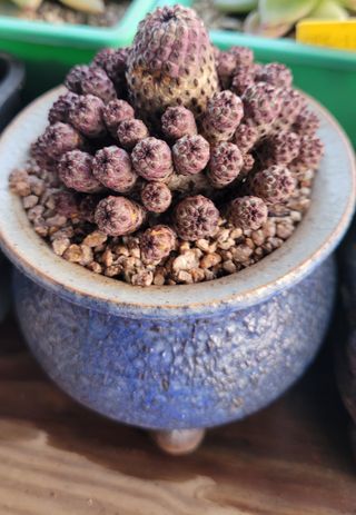 강화댁님의 자유주제 · 자유게시판 작성글 사진