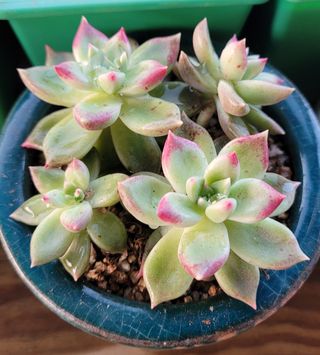 강화댁님의 자유주제 · 자유게시판 작성글 사진