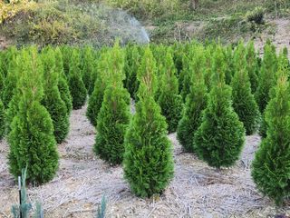 진도힐링농원님의 자유주제 · 칭찬해요 작성글 사진