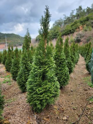 진도힐링농원님의 자유주제 · 칭찬해요 작성글 사진
